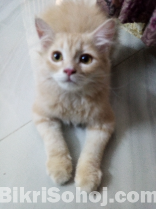 Persian cat